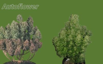 Autoflowers 60 Daysor Less To Mature 20thc Or High Thc The Best Autoflowers