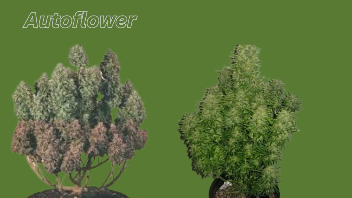 Autoflowers 60 Daysor Less To Mature 20thc Or High Thc The Best Autoflowers