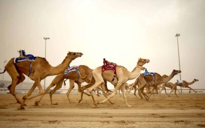 Camel Racing Predictions