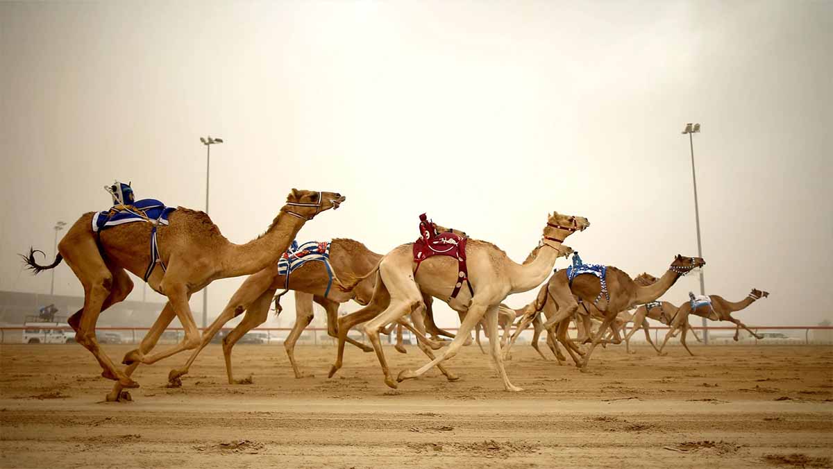 Camel Racing Predictions