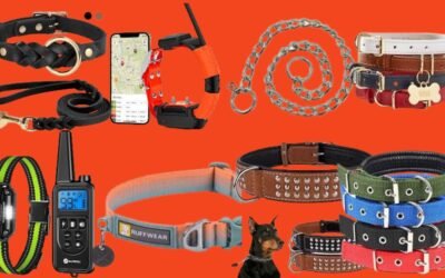 Best Dog Collars for Your Pet